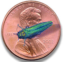 Emerald Ash Borer on penny for size comparison